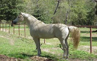faiski.jpg (30950 bytes)