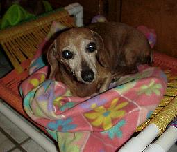 missybed.jpg (23478 bytes)