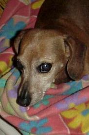 missyhead.jpg (28454 bytes)