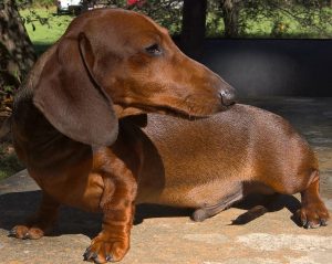 champion dachshund pups