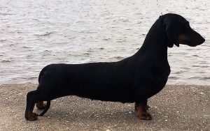 champion dachshund pups